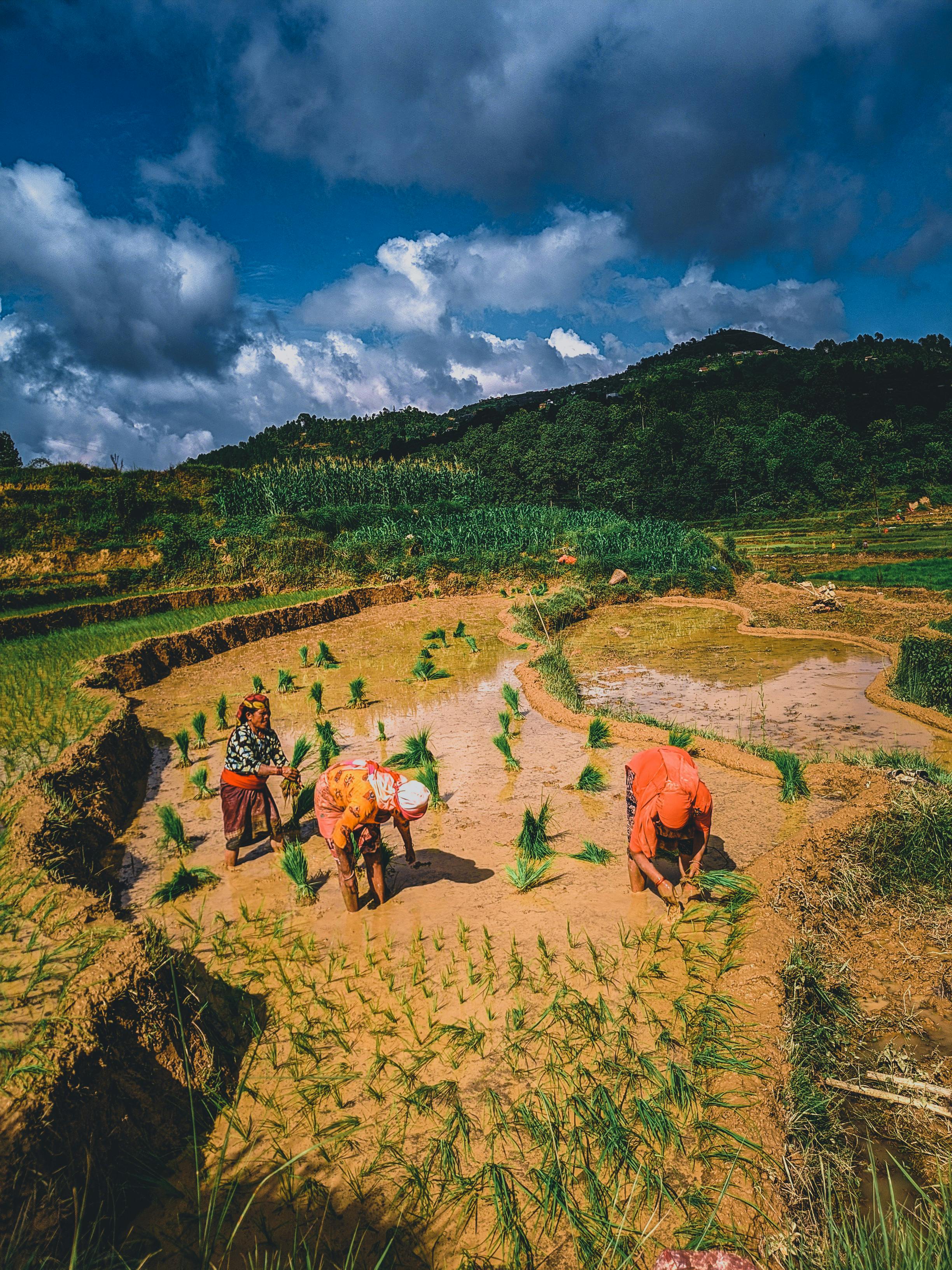 Traditional Paddy Transplanting by Farming Communities